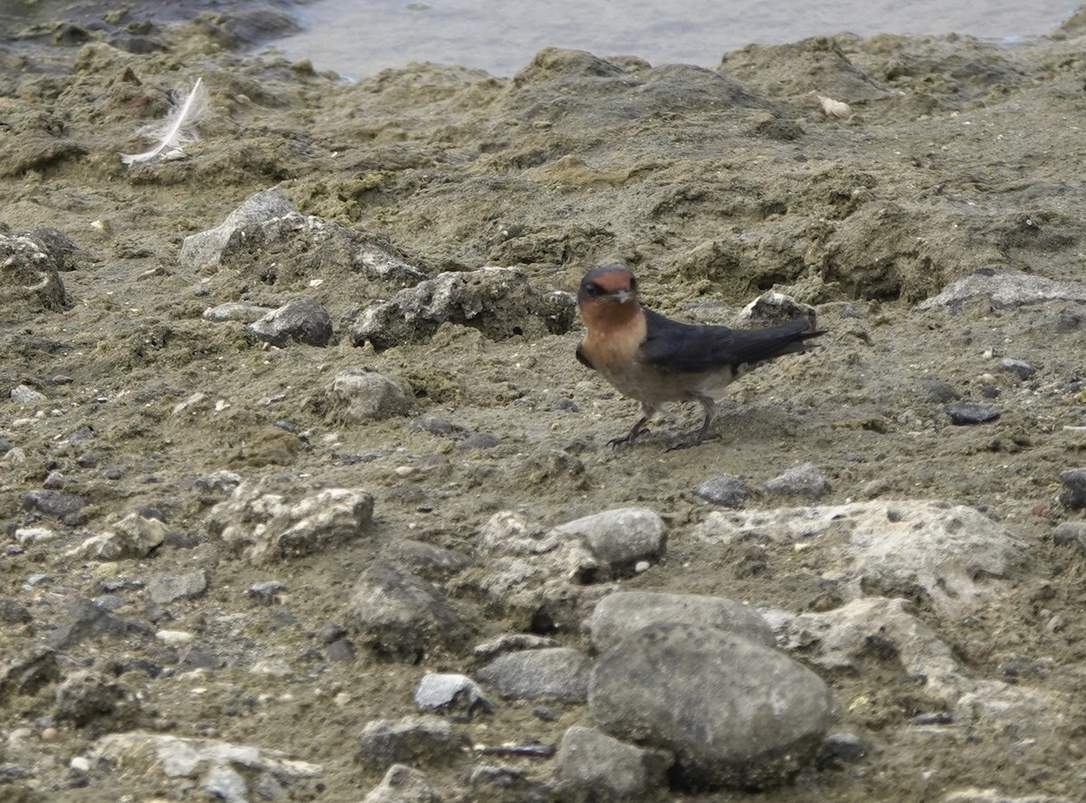 Pacific Swallow - ML617553624