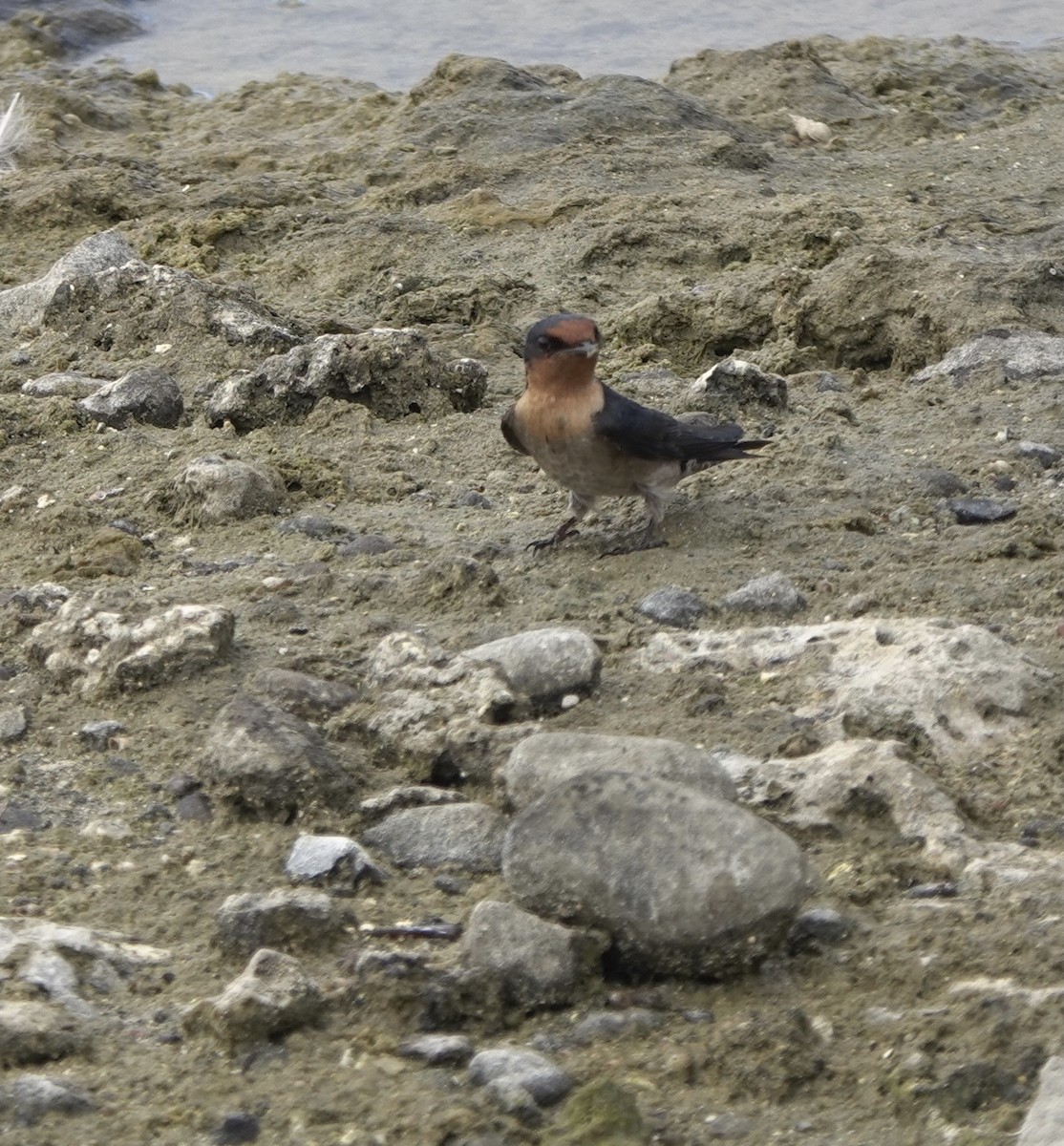 Pacific Swallow - ML617553625