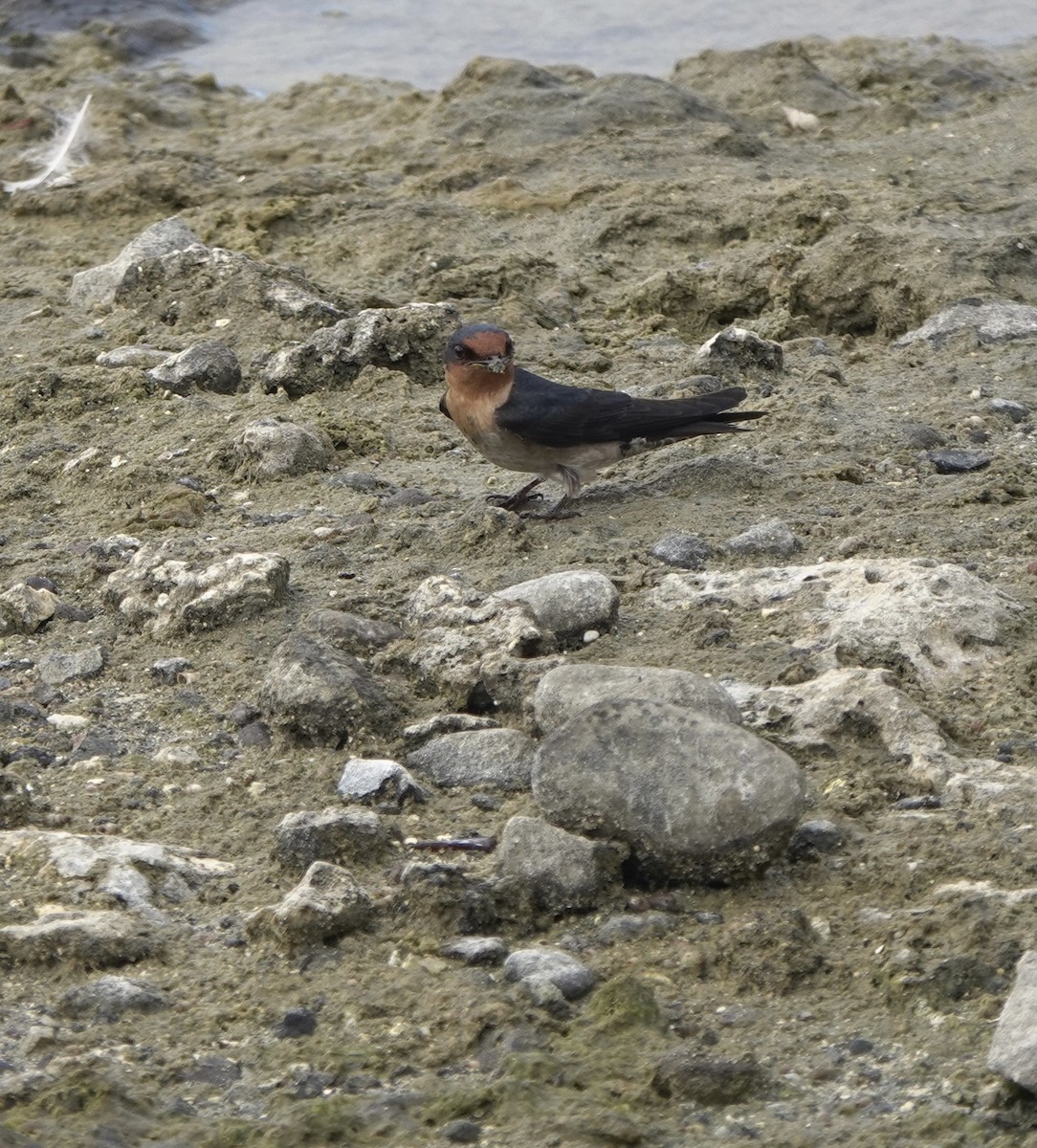 Pacific Swallow - ML617553626