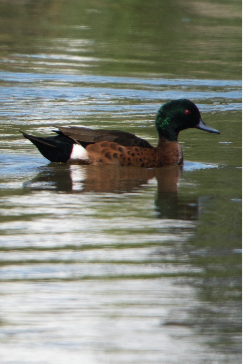 Chestnut Teal - ML617553631