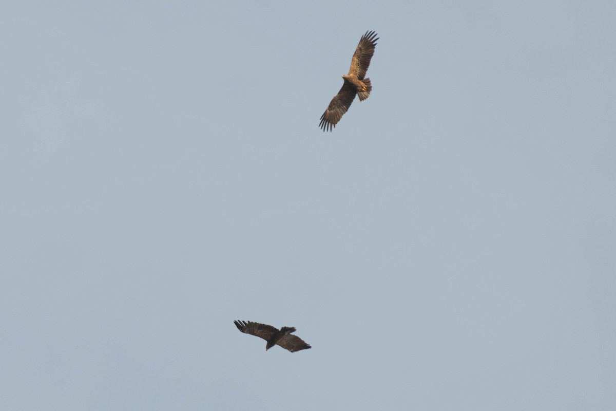 Lesser Spotted Eagle - ML617553646