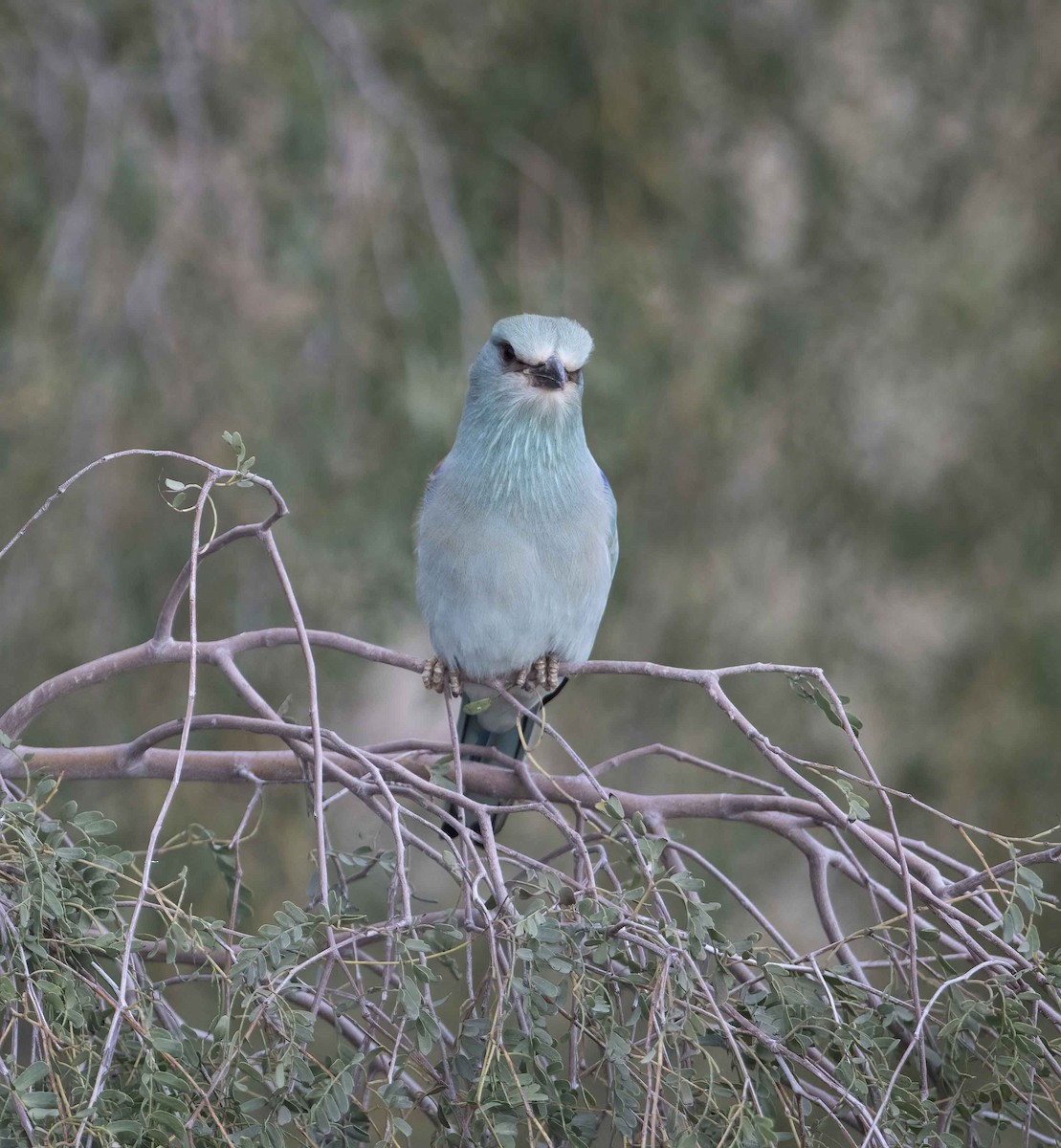 European Roller - ML617553664