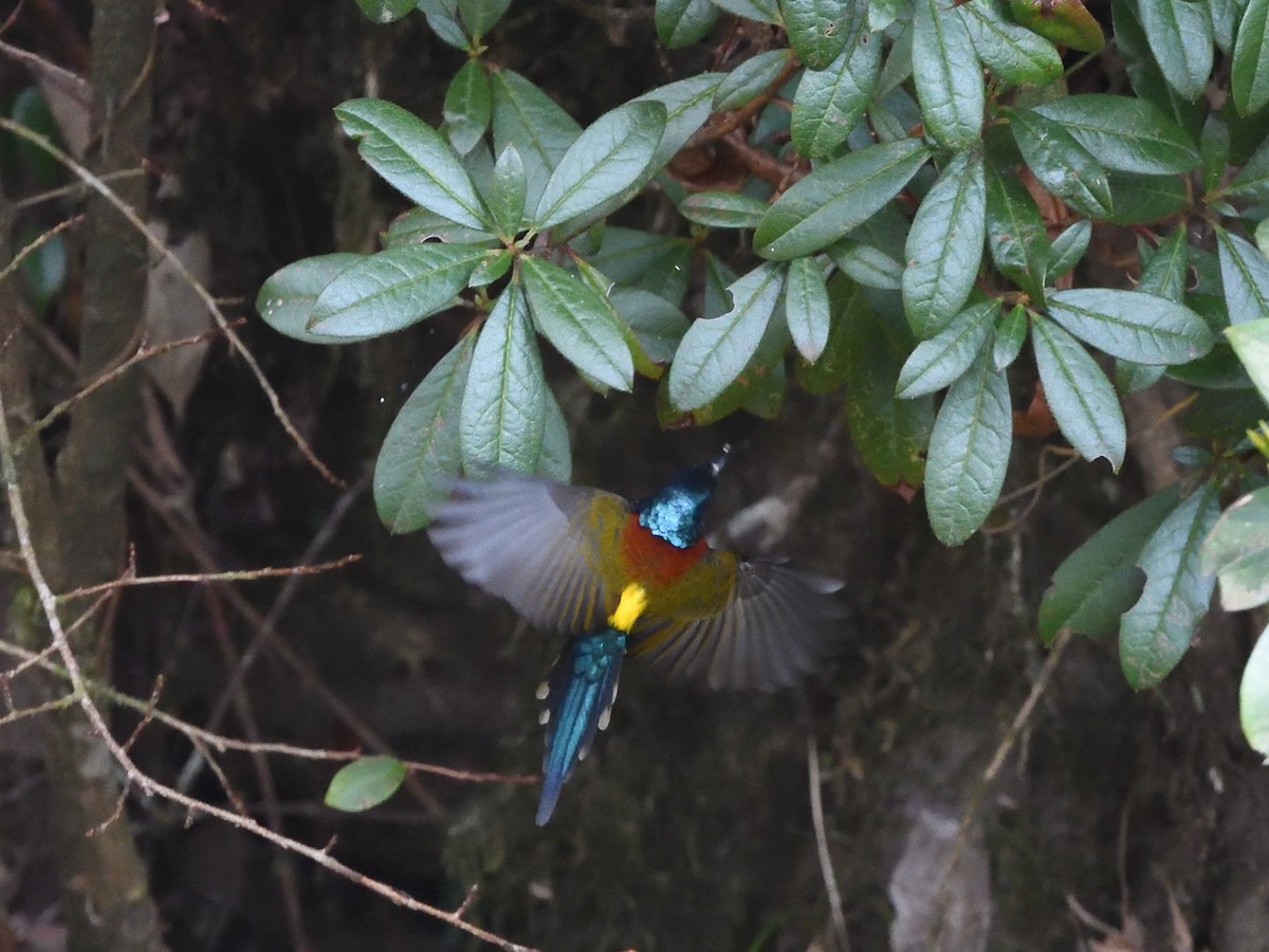 Green-tailed Sunbird - ML617553669