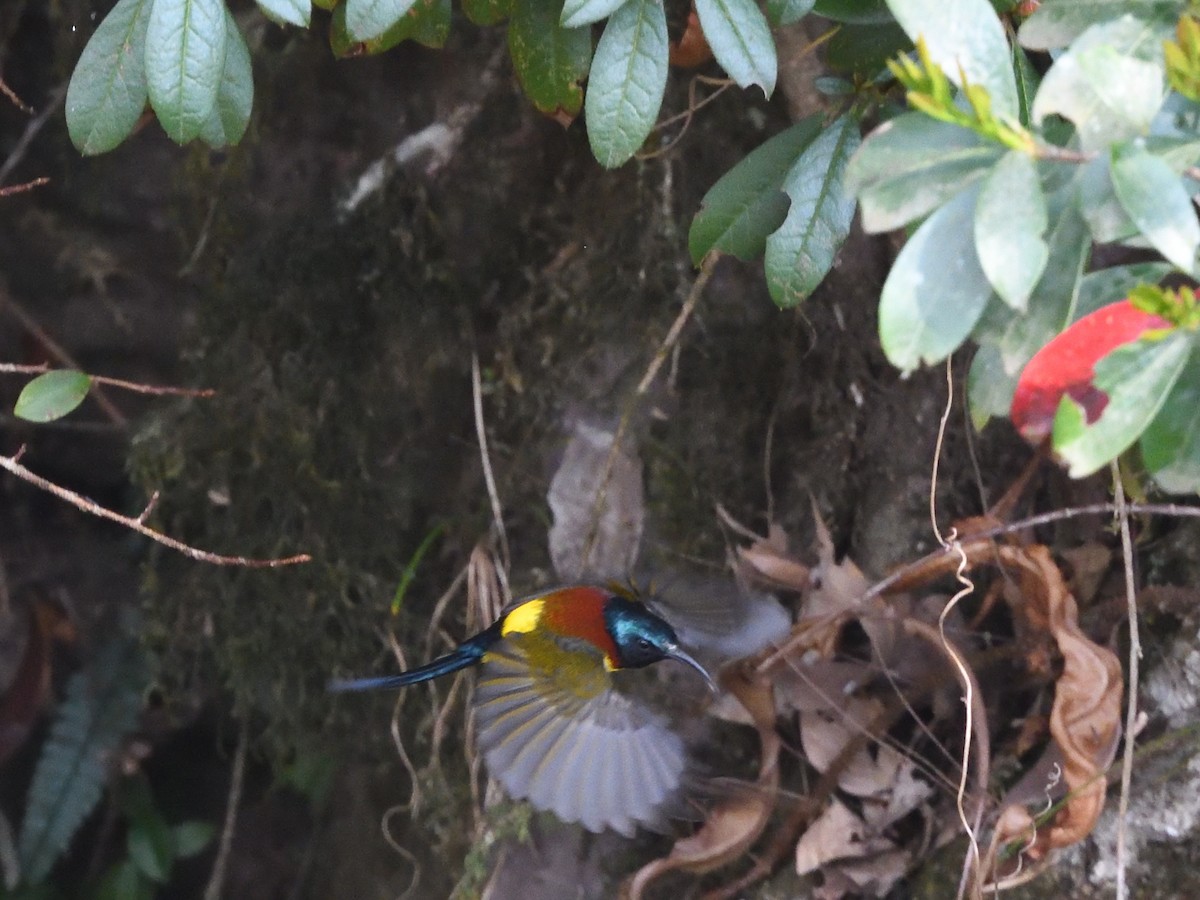 Green-tailed Sunbird - ML617553670