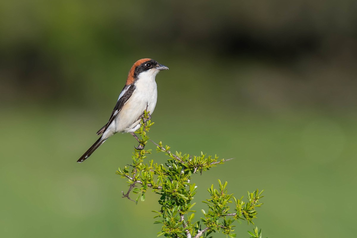 Woodchat Shrike - Noam Shachak