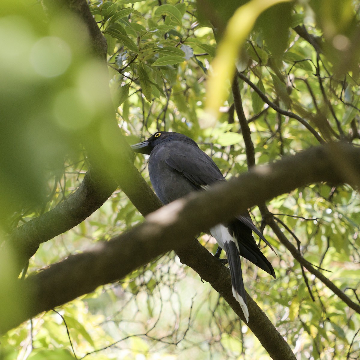 Pied Currawong - ML617553693
