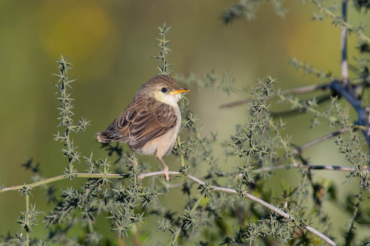 Graceful Prinia - ML617553696