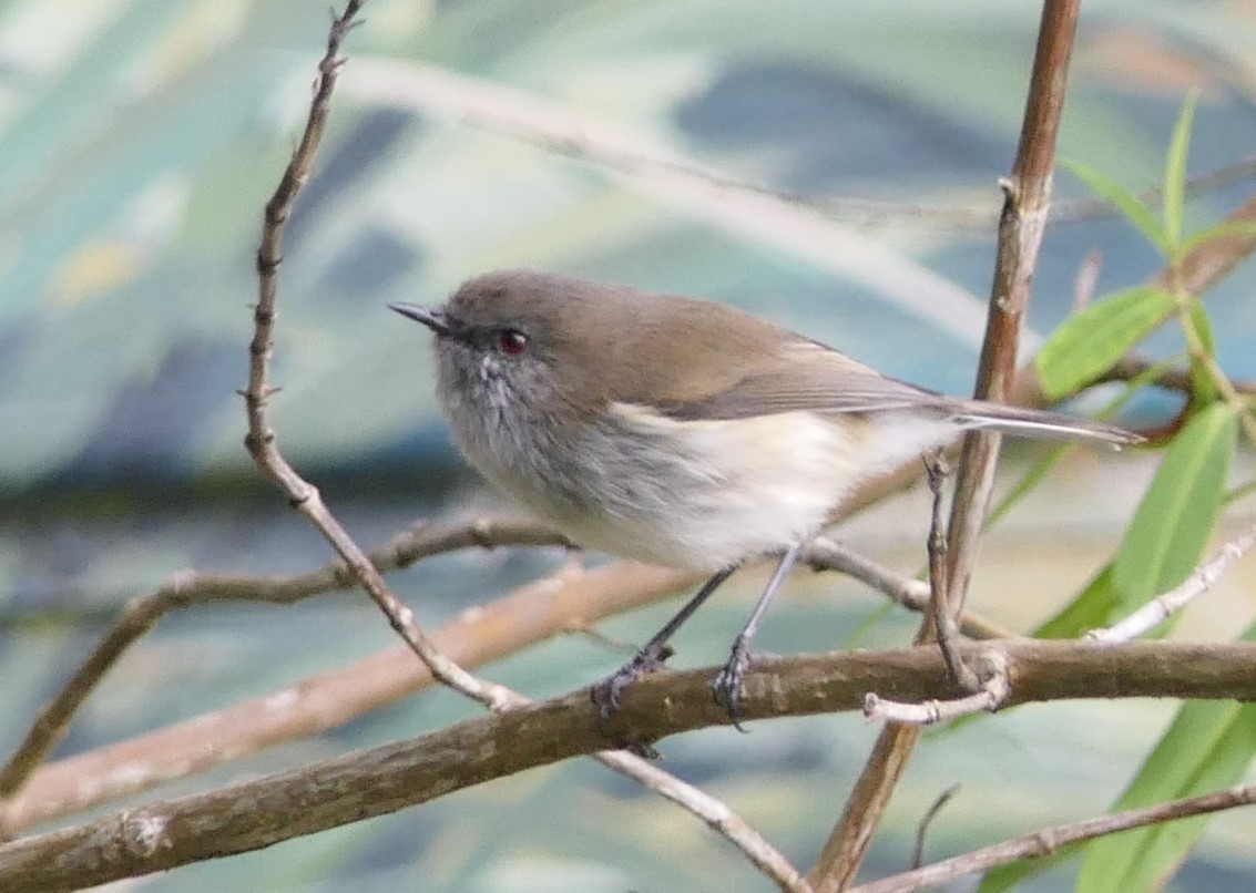 Gray Gerygone - Jim Kirker