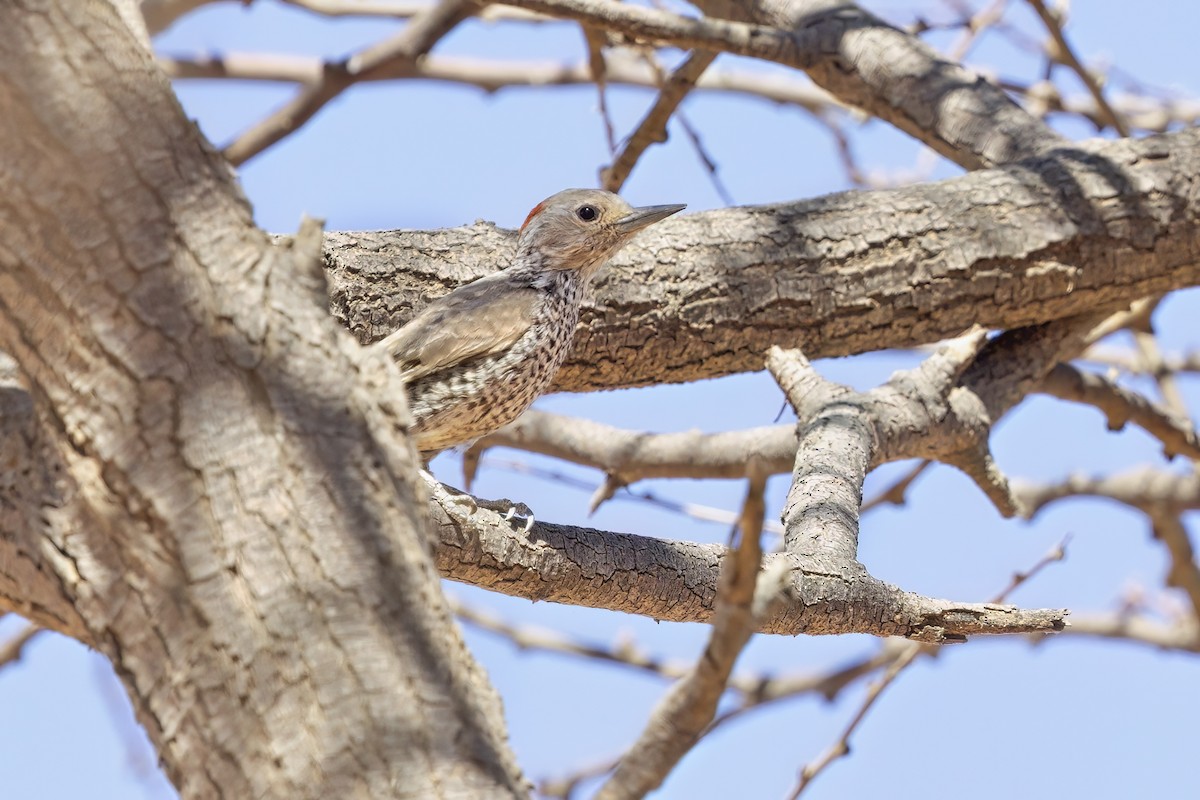 Little Gray Woodpecker - ML617553722