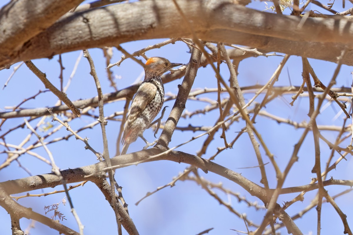 Little Gray Woodpecker - ML617553723