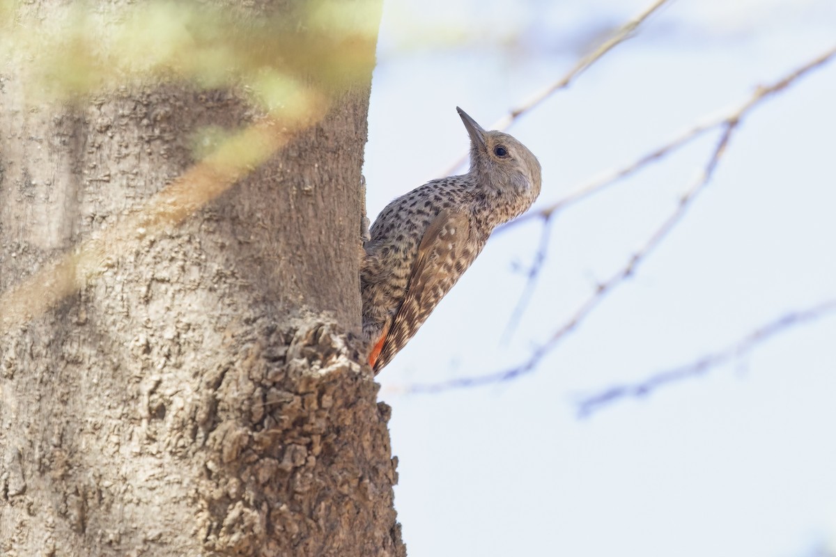 Little Gray Woodpecker - ML617553724