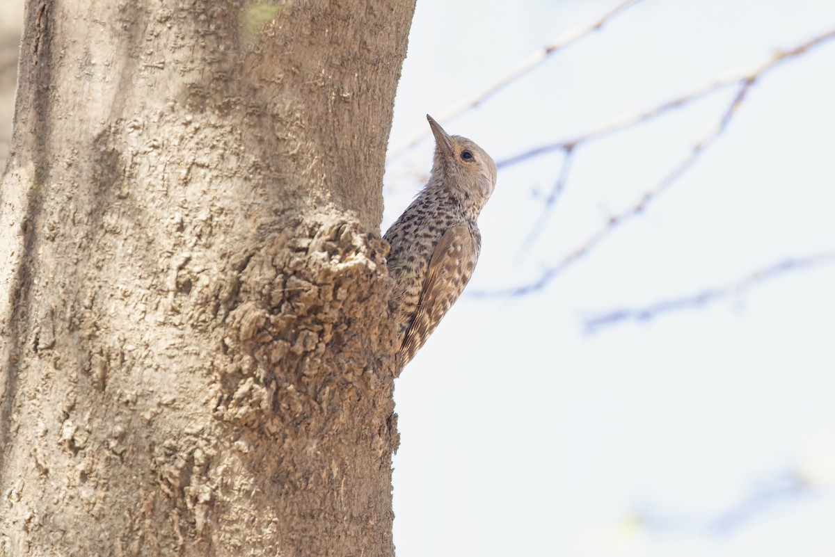 Little Gray Woodpecker - ML617553725