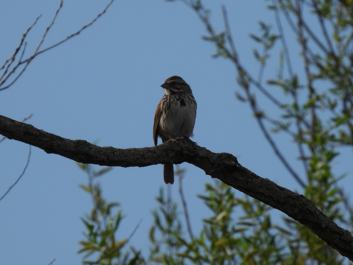 Song Sparrow - Nathan Wahler