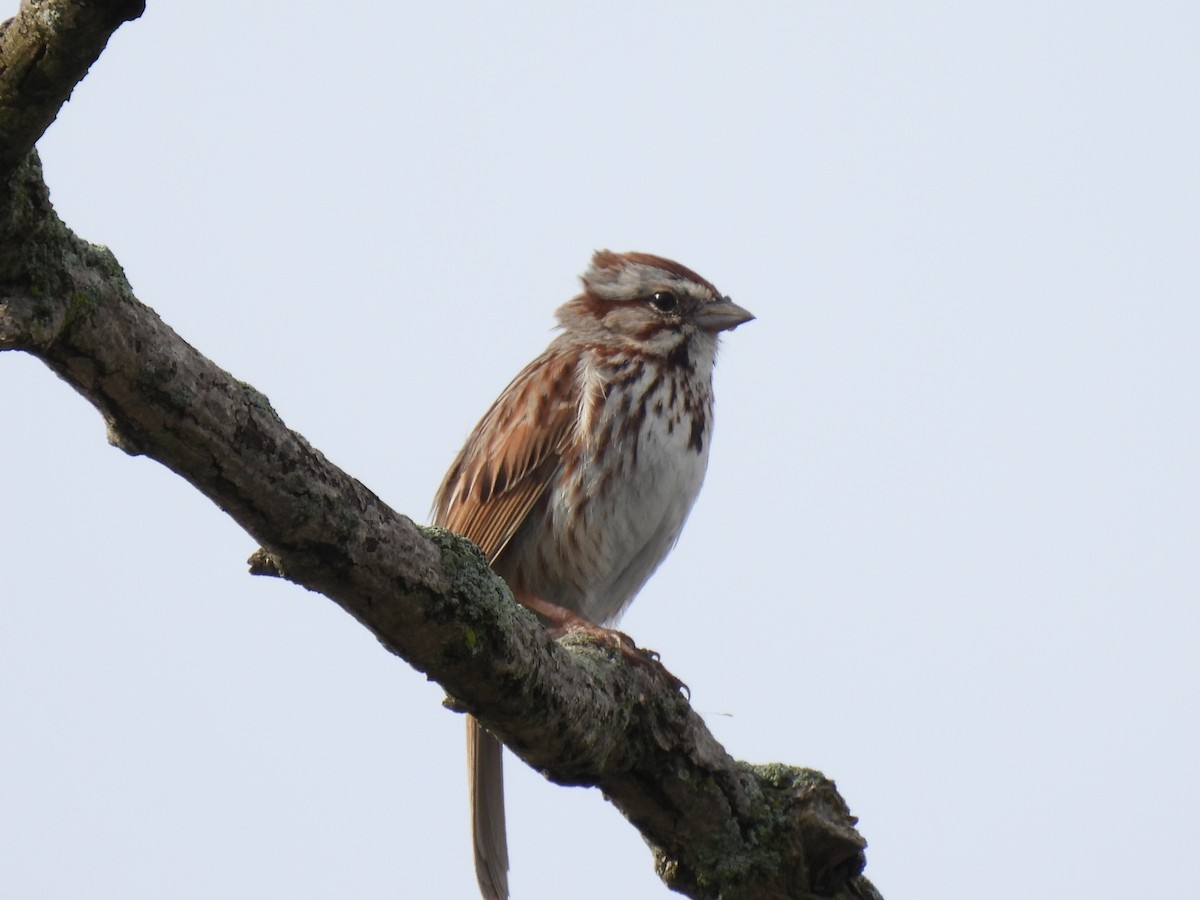 Song Sparrow - Nathan Wahler