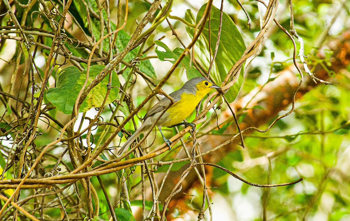 Oriente Warbler - Marjel Morales Gato