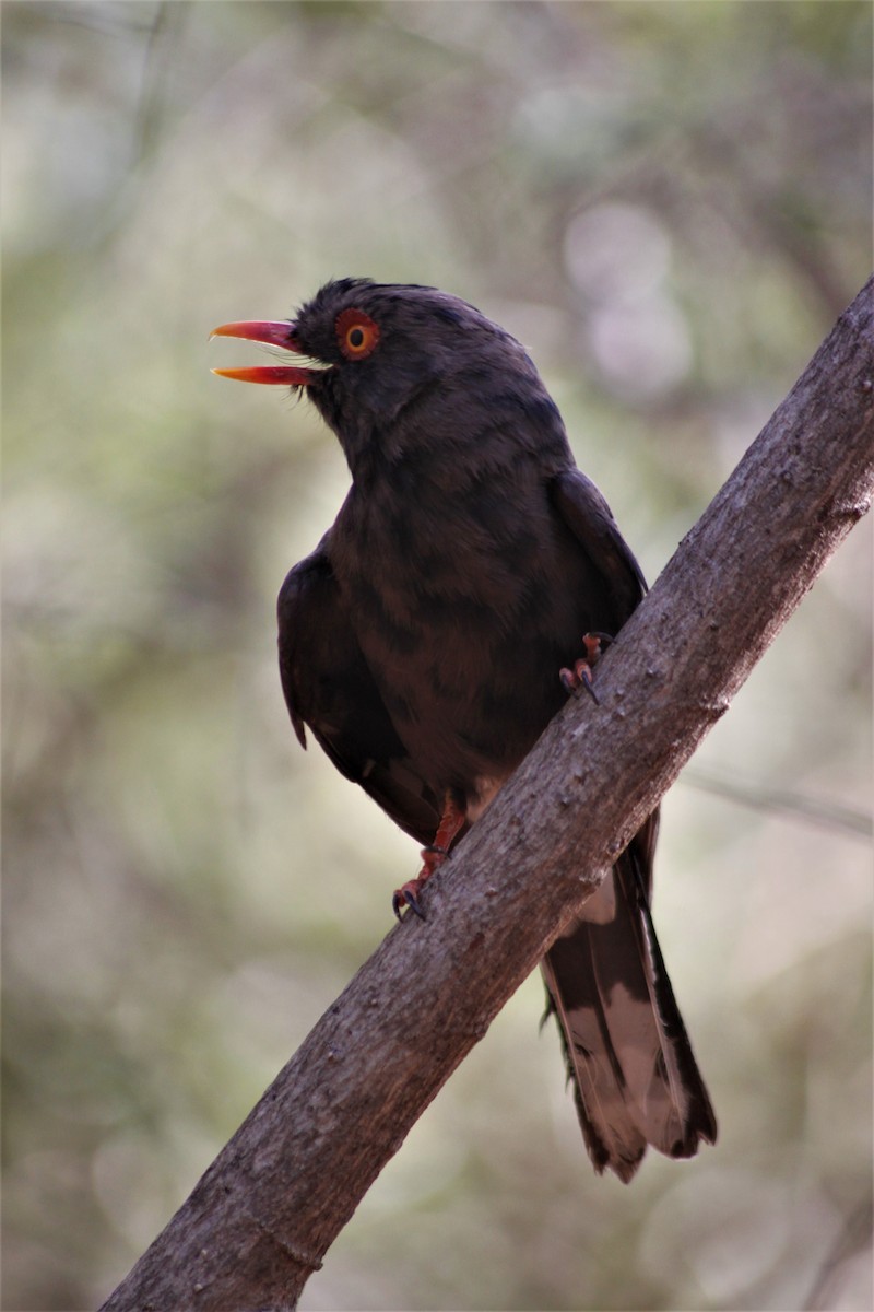 Retz's Helmetshrike - ML617553743