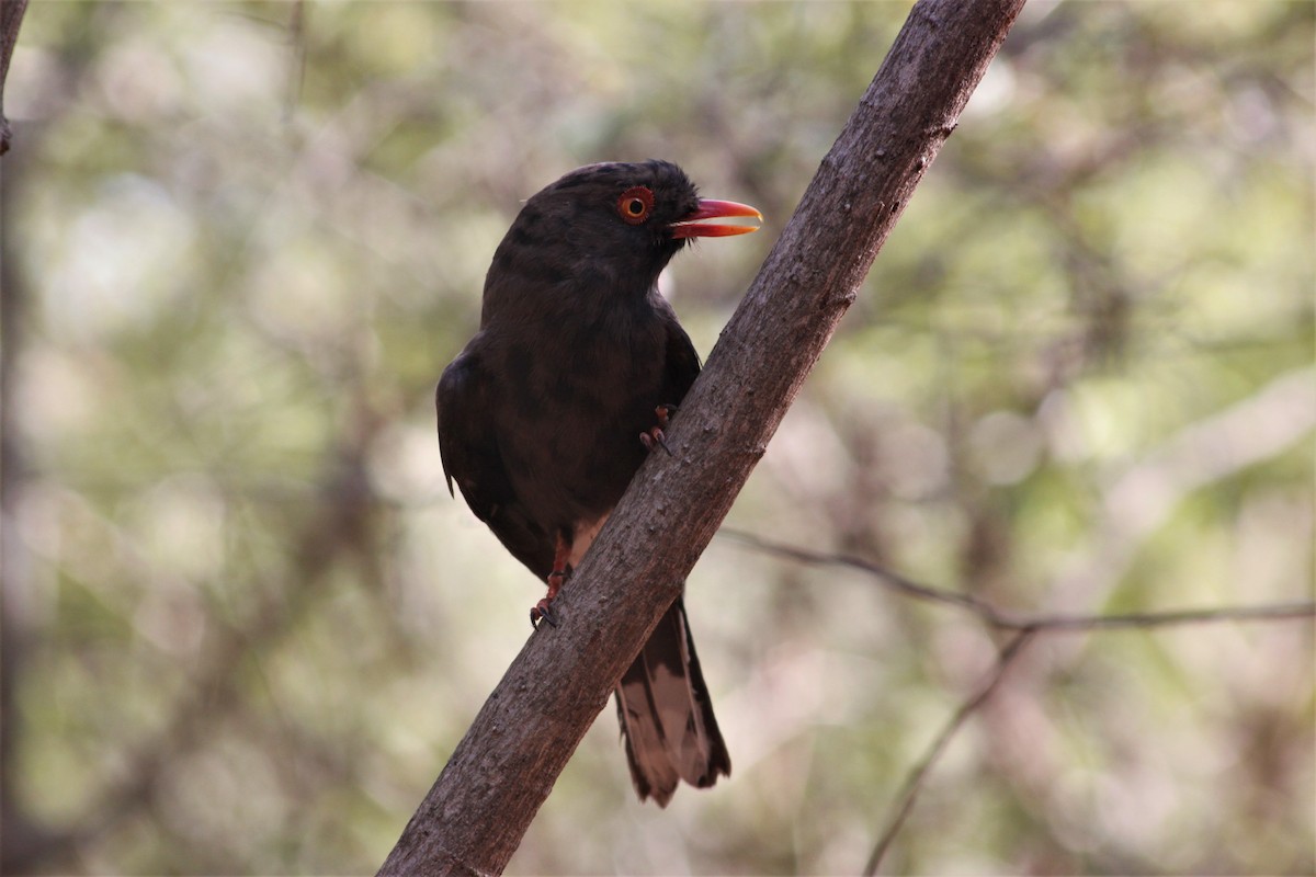 Retz's Helmetshrike - Cameron Blair