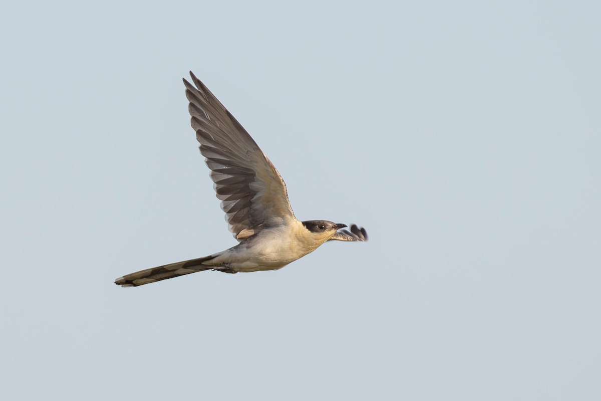 Great Spotted Cuckoo - Noam Shachak