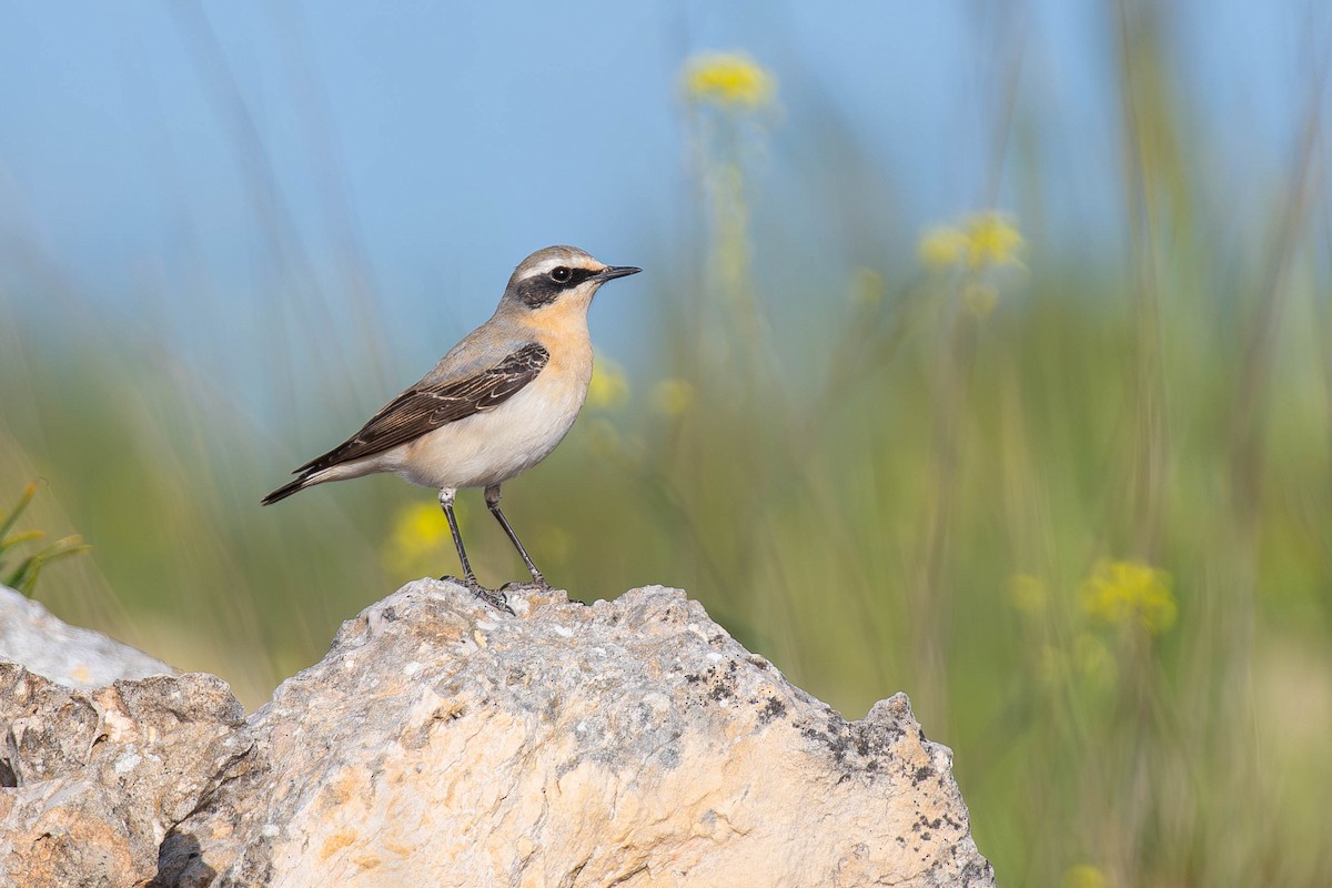 Northern Wheatear - ML617553766