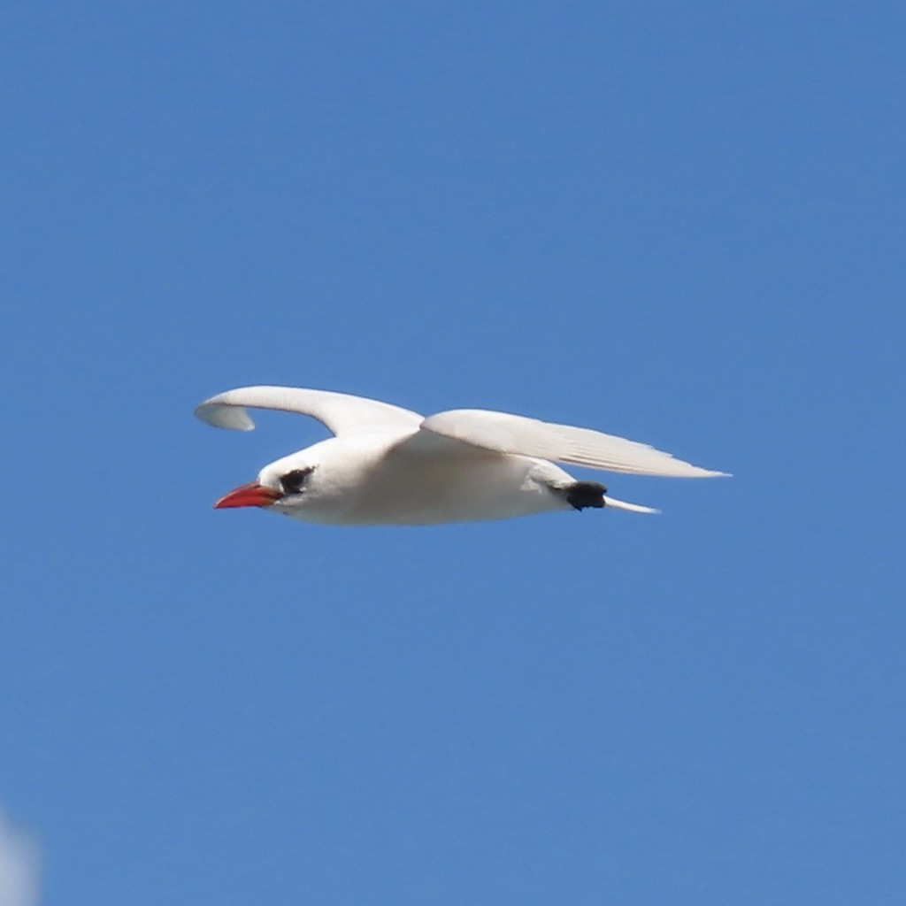 Red-tailed Tropicbird - ML617553803