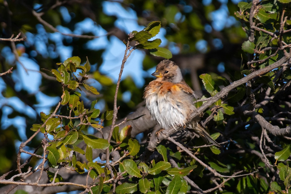 Brambling - Noam Shachak