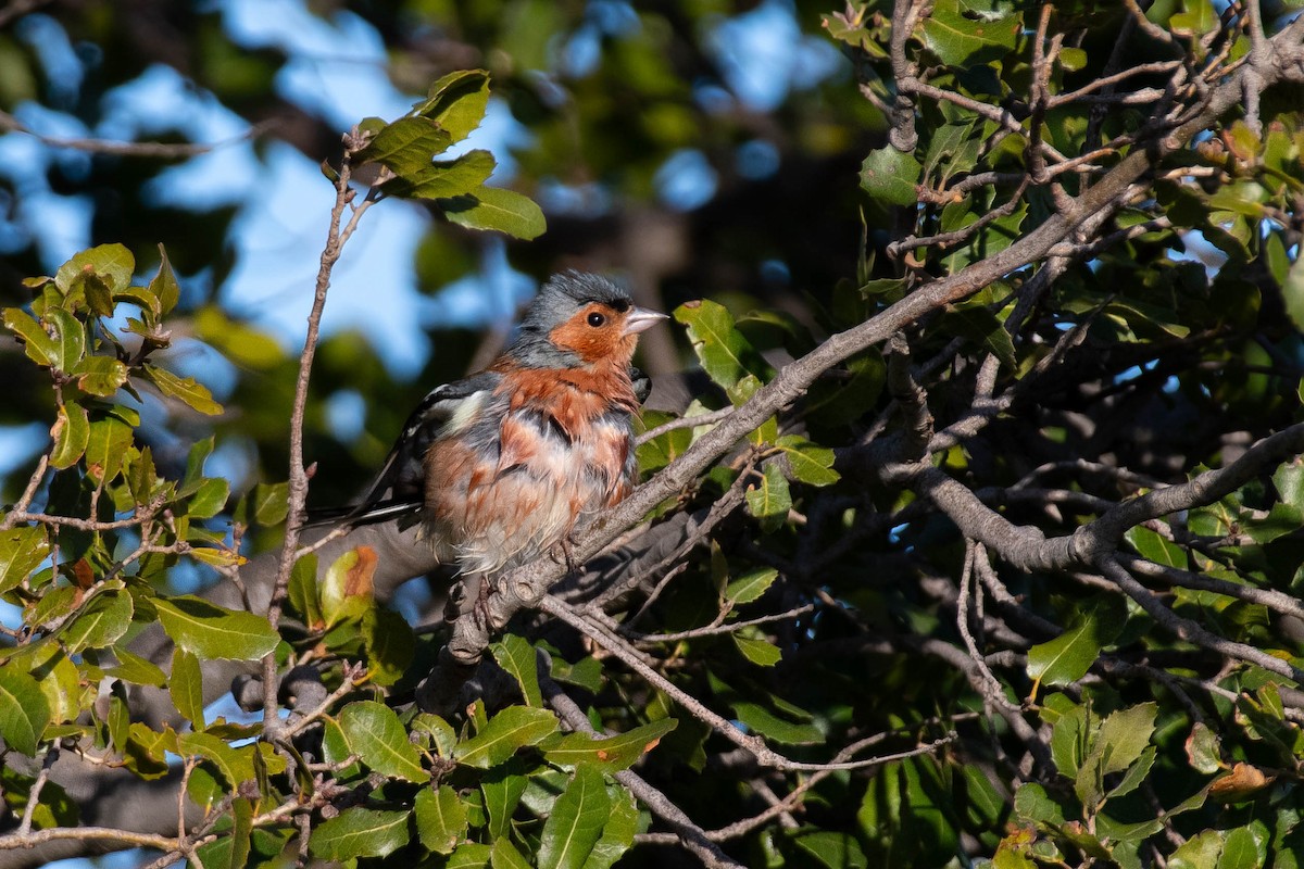 Common Chaffinch - Noam Shachak