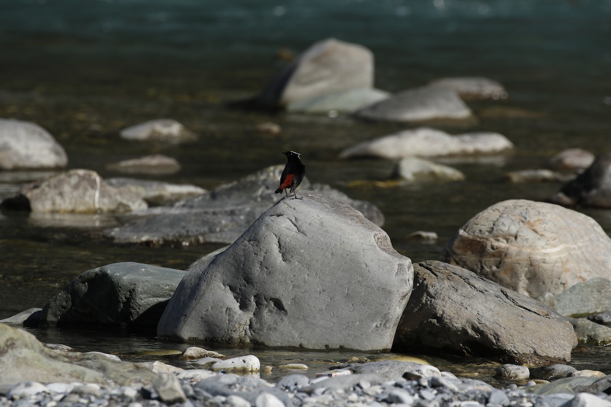 White-capped Redstart - ML617553813