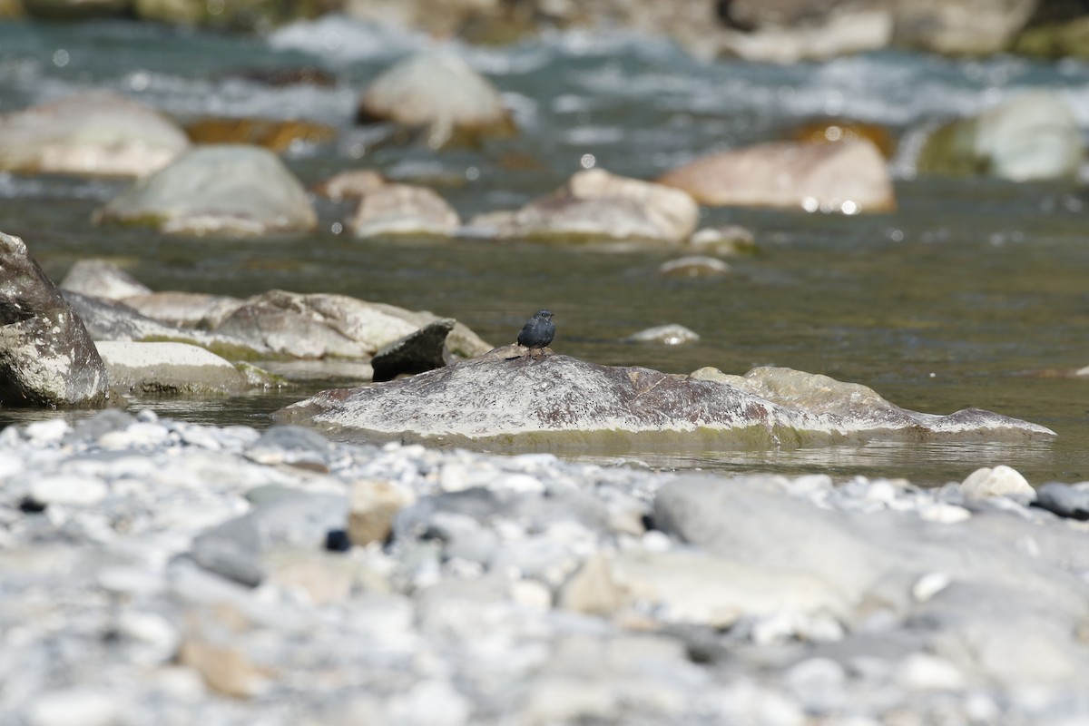 Plumbeous Redstart - ML617553816