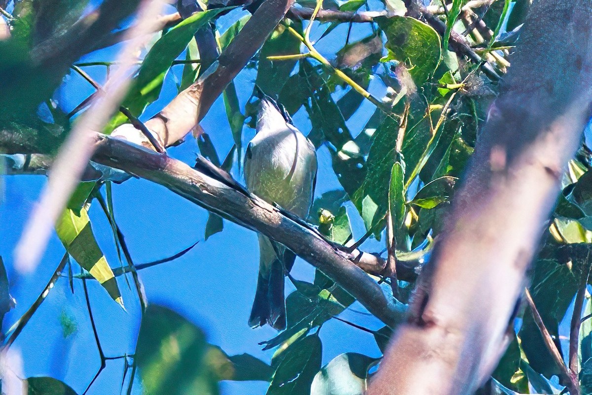 White-throated Honeyeater - ML617553842