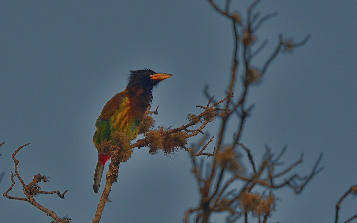 Great Barbet - ML617553850