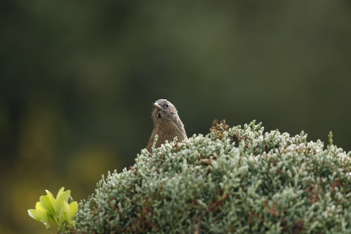 Streaked Laughingthrush - Parikshit Khisty