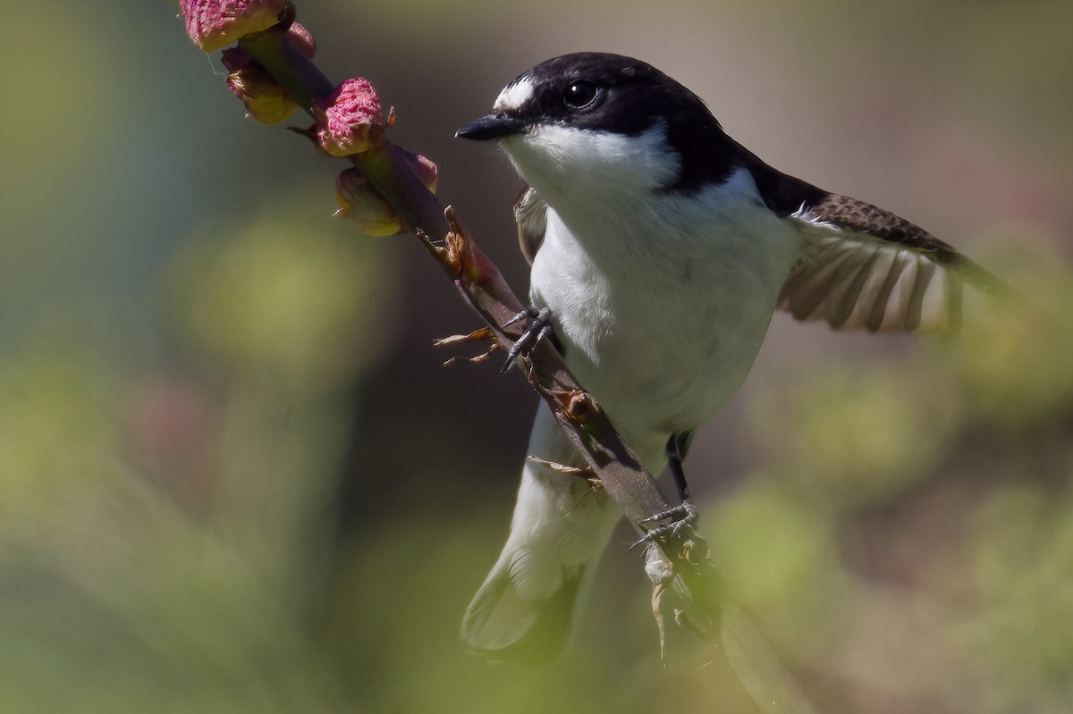 European Pied Flycatcher - ML617553896