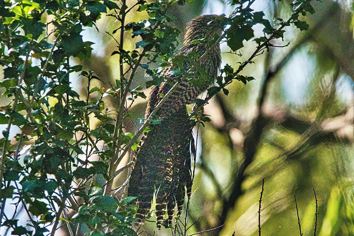 Coucal faisan (groupe phasianinus) - ML617553944