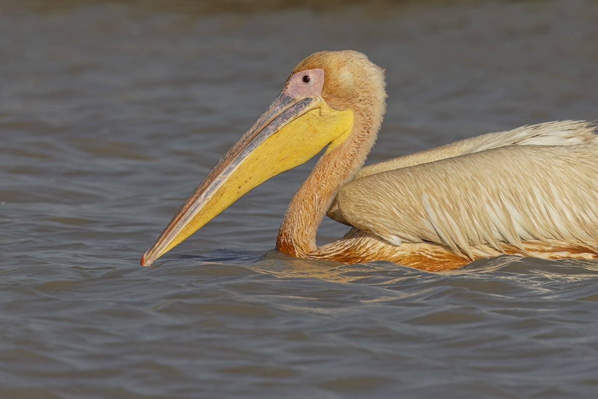 Great White Pelican - ML617553962