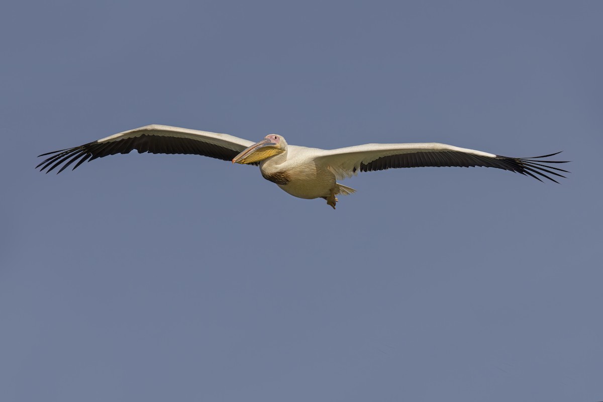 Great White Pelican - ML617553964