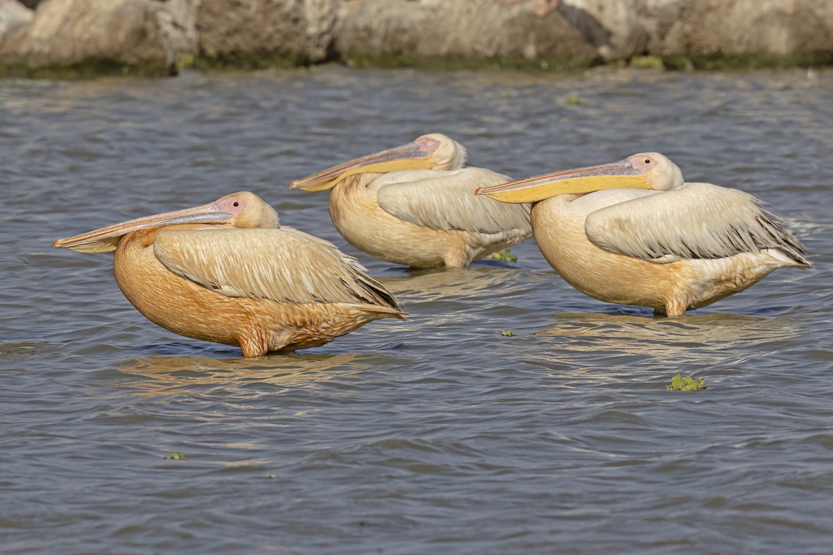 Great White Pelican - ML617553965