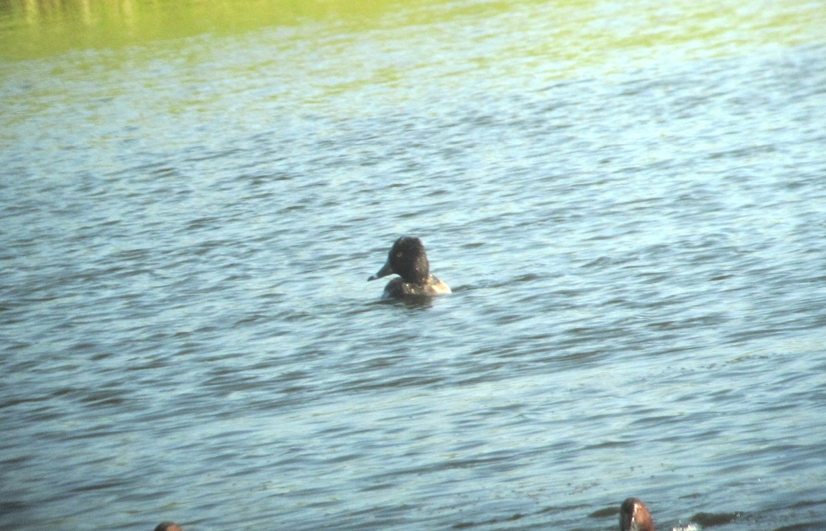 Ring-necked Duck - ML617554061