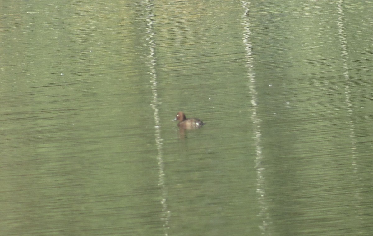 Ferruginous Duck - ML617554063