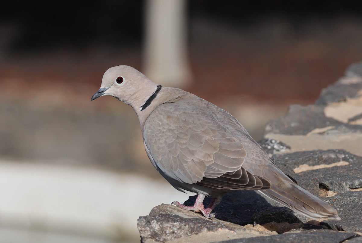 Eurasian Collared-Dove - Emma Meadows