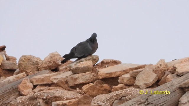 Stock Dove - ML617554120