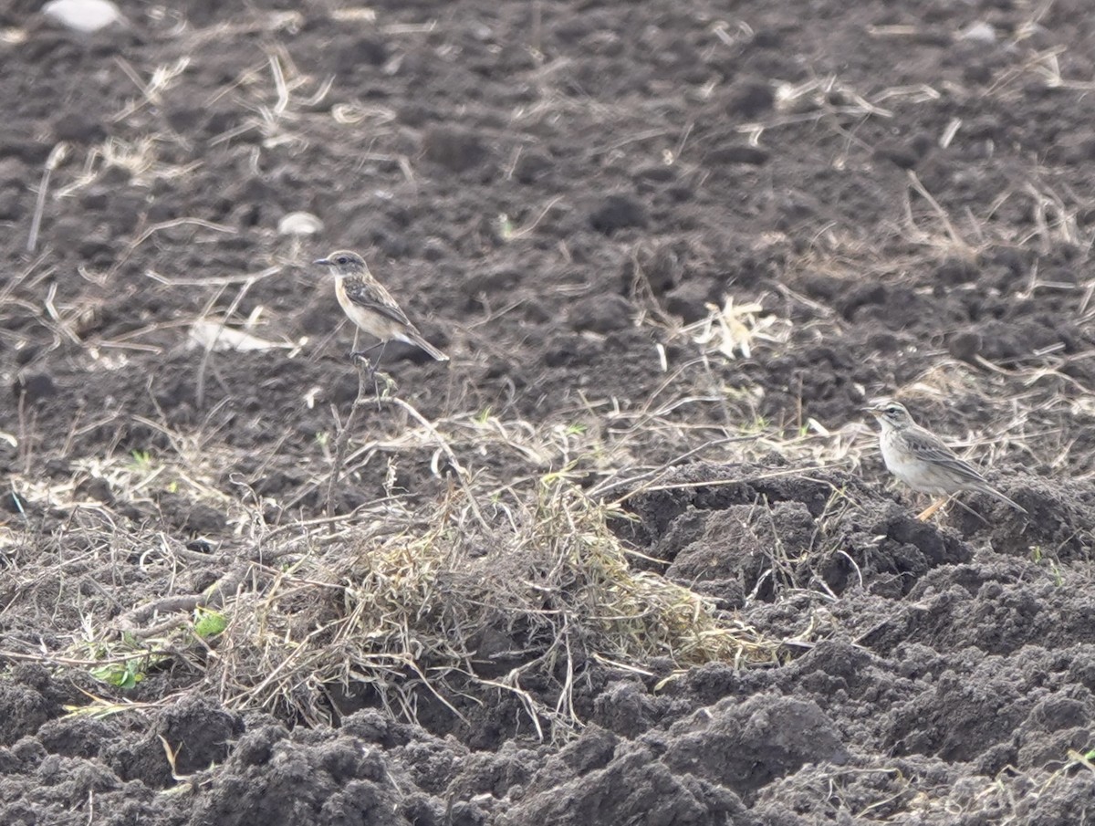 Amur Stonechat - ML617554124