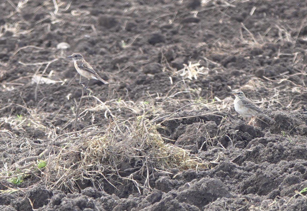 Paddyfield Pipit - ML617554126