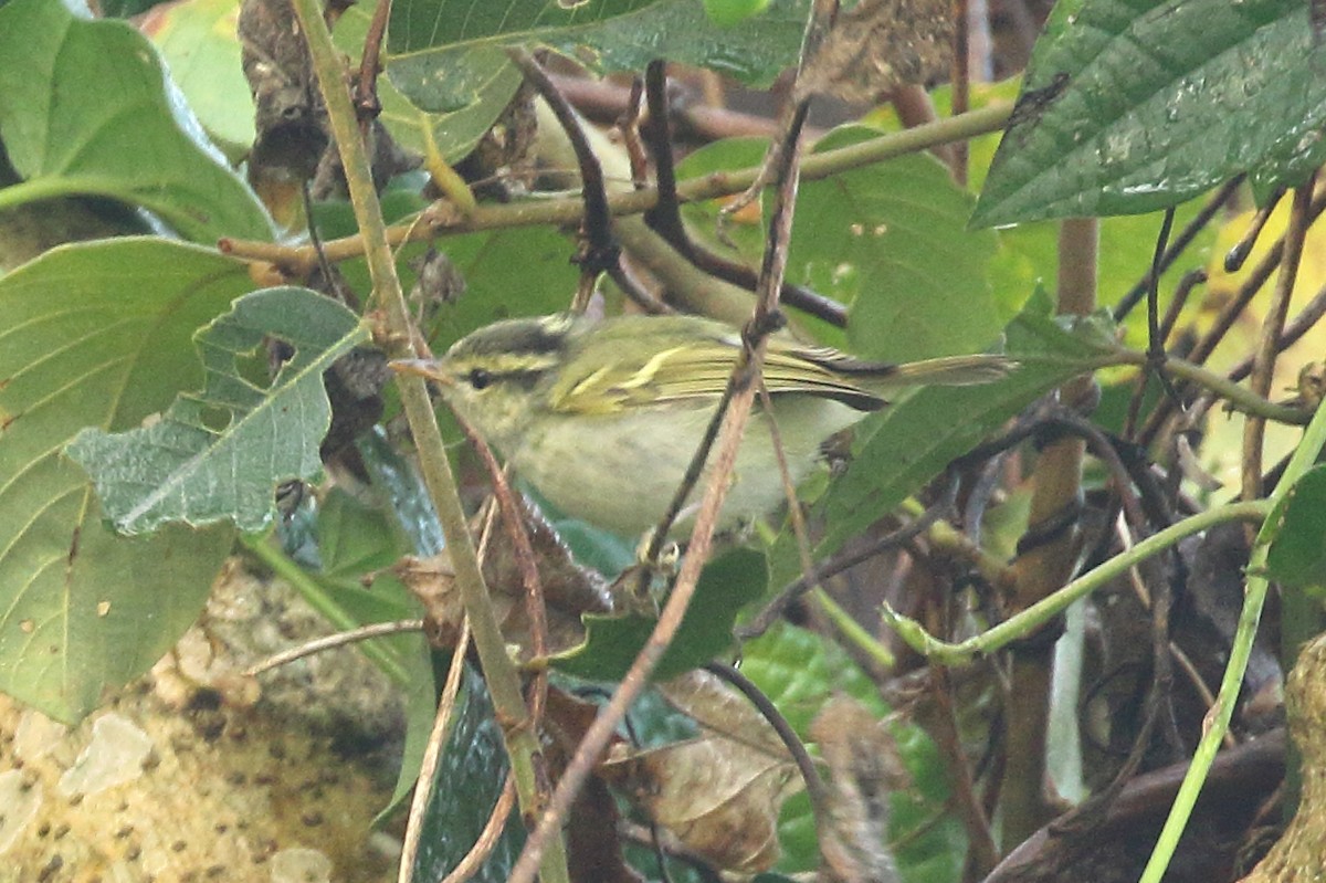 Yellow-browed Warbler - Parikshit Khisty