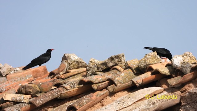 Red-billed Chough - ML617554137