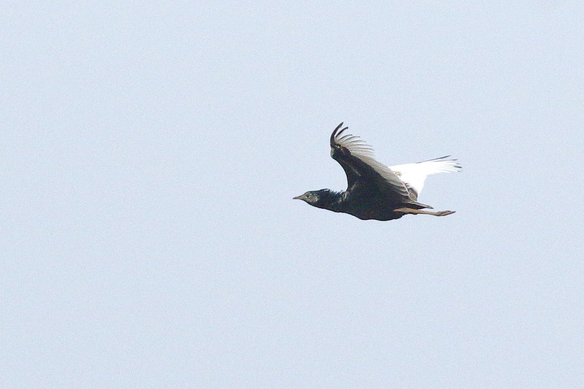 Bengal Florican - ML617554170