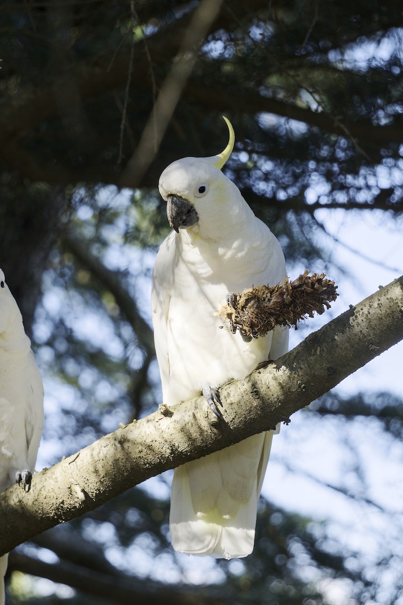 Cacatúa Galerita - ML617554214