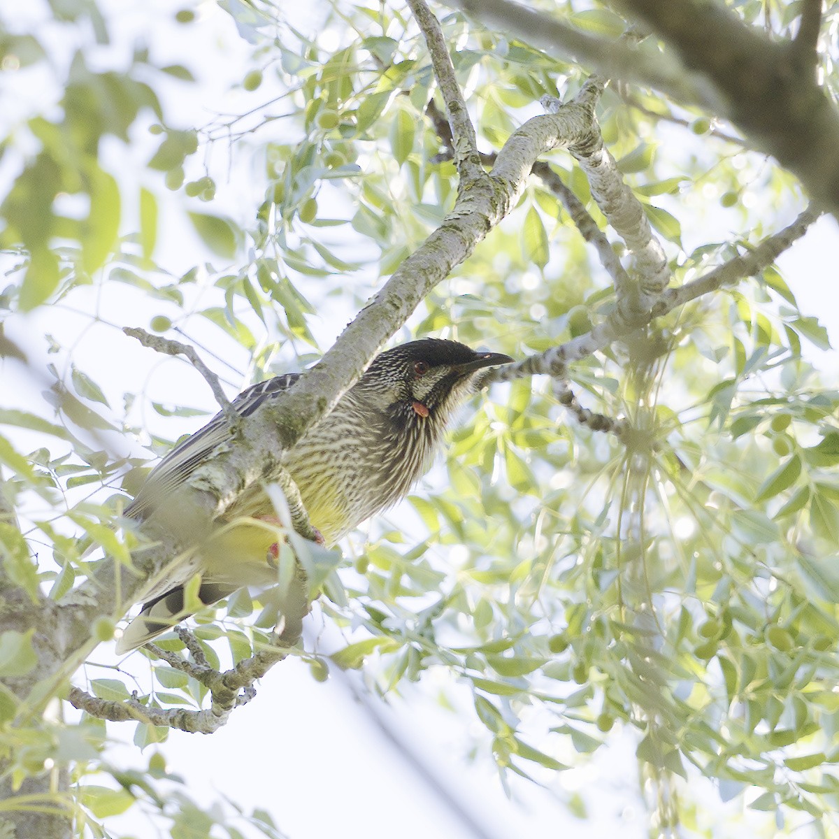 Red Wattlebird - ML617554216