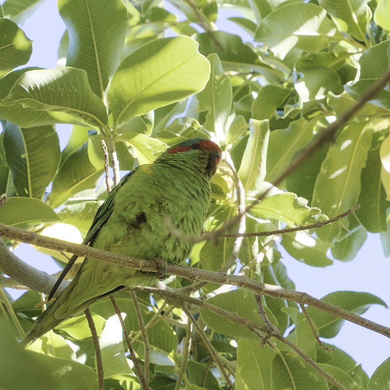 Musk Lorikeet - ML617554226