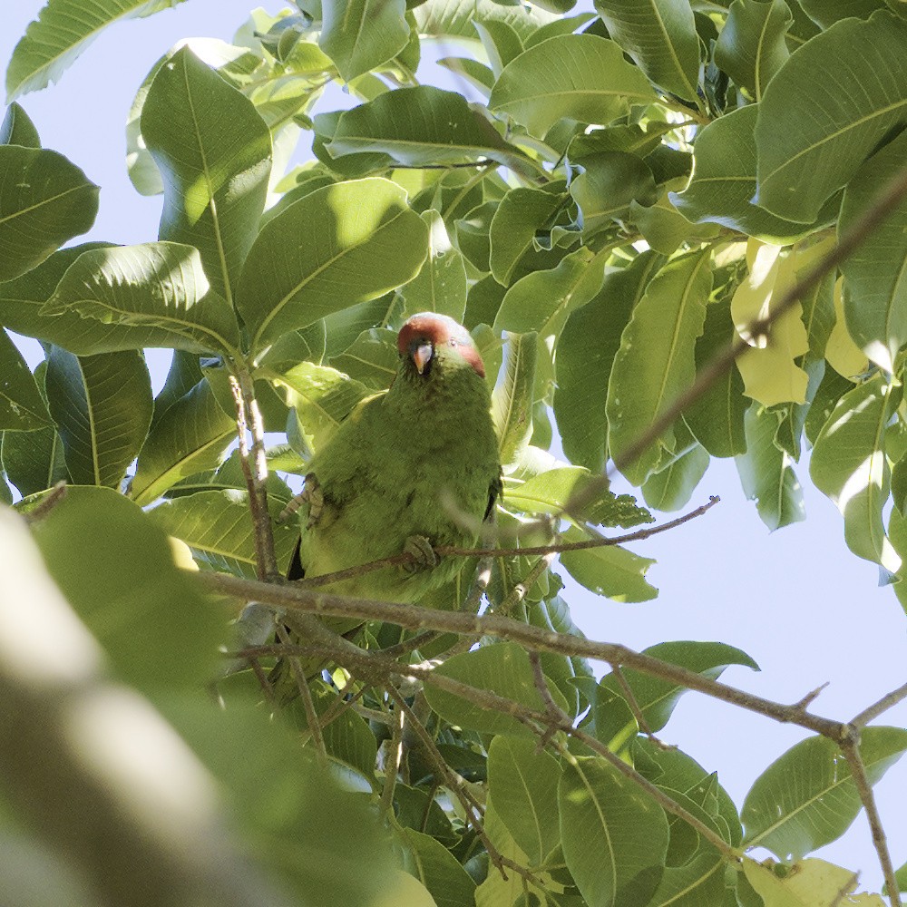 Musk Lorikeet - Thomas Jaeger