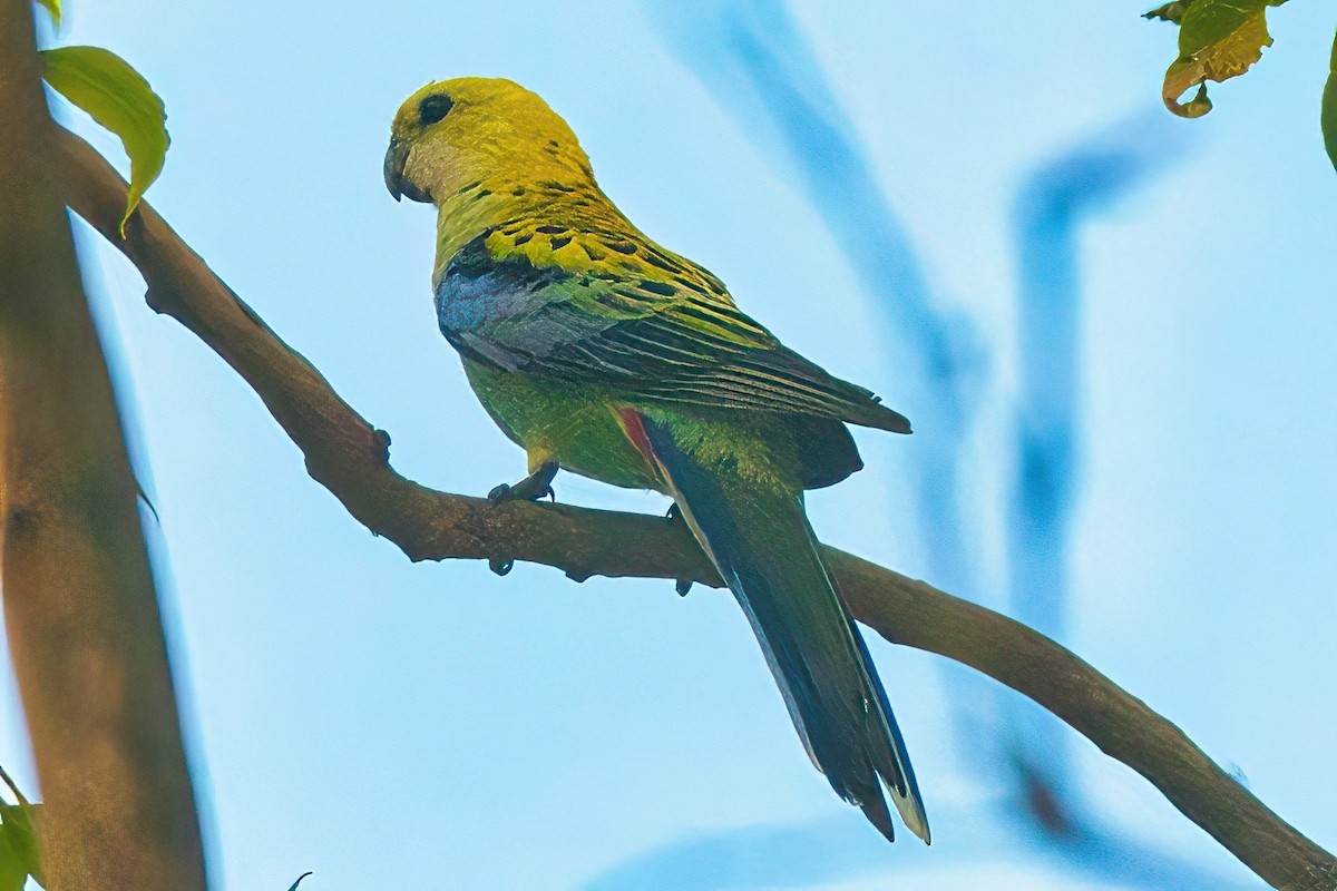 Pale-headed Rosella - Alfons  Lawen